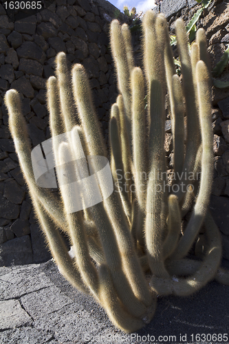 Image of Cactus in a garden