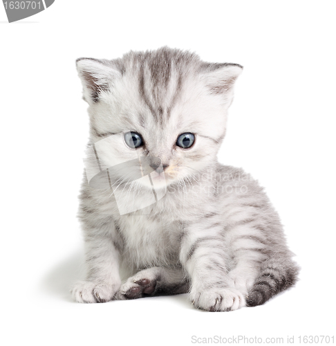 Image of Little kitten sitting