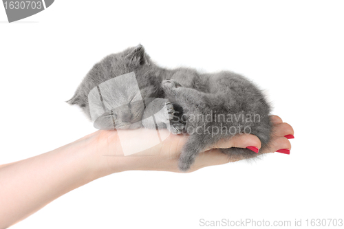 Image of Little kitten in the hands