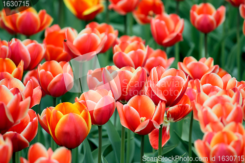 Image of Some tulips
