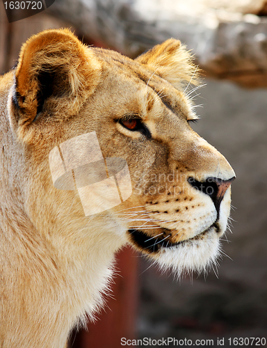 Image of Female lion portrait isolated