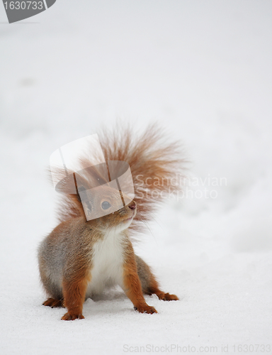 Image of Squirrel on the snow