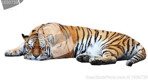 Image of Tiger isolated lies