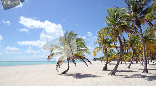 Image of tropical beach