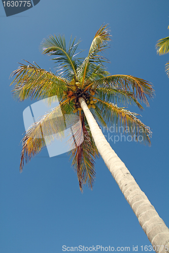 Image of palm in the sky