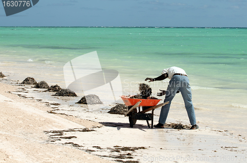 Image of cleaning the beach