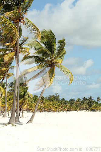Image of tropical trees