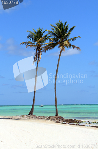 Image of coconut trees