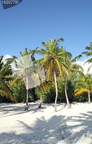 Image of coconut beach