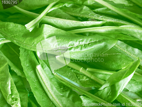 Image of Salad picture