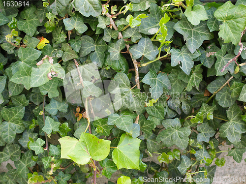 Image of Ivy picture