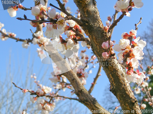 Image of Fruit tree flowers