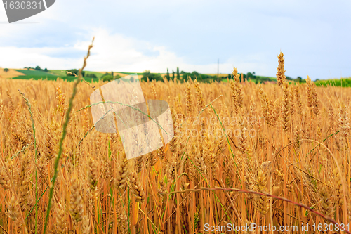 Image of Wheat Field