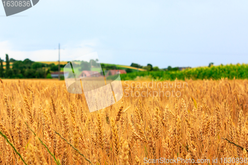 Image of Wheat Field
