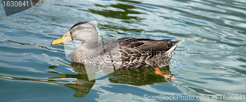 Image of Duck in the water