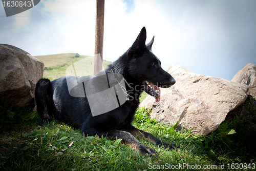 Image of Black German Shepherd - Italian Alps 