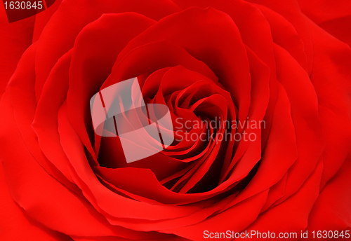 Image of red rose