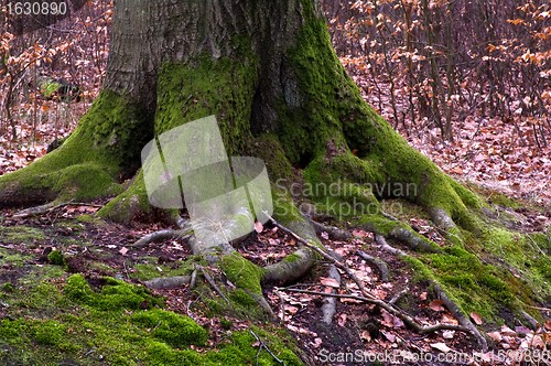 Image of Tree roots