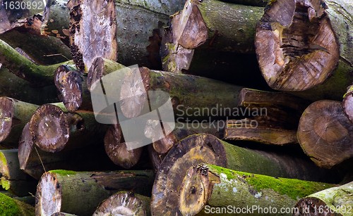 Image of A heap of trunks