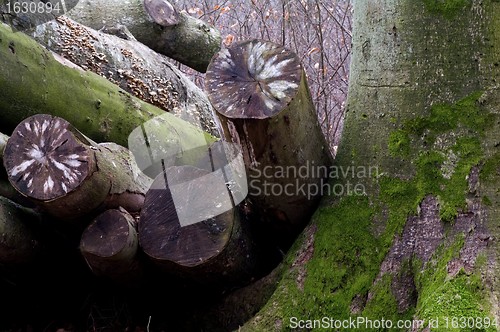 Image of A heap of trunks