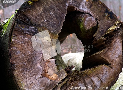 Image of A tree trunk