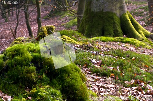 Image of Moss covering the ground