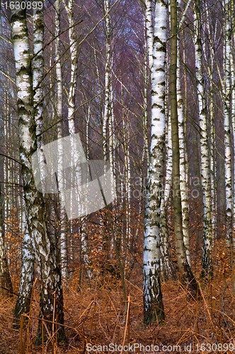 Image of Birch trunks