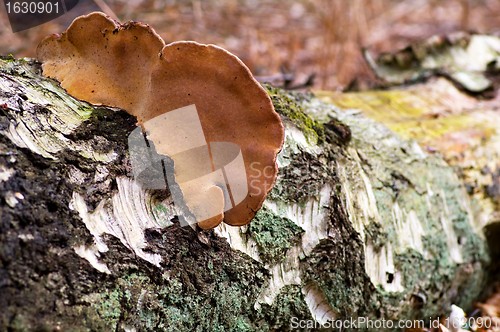 Image of Birch trunk