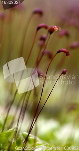 Image of Moss with its seads capsyle