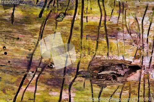 Image of Effects of a birch bark beetle, Scolytus ratzeburgi