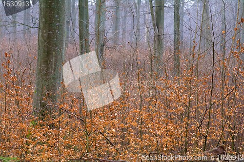 Image of Beech trunks in a forest