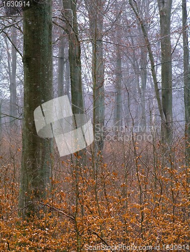 Image of Beech trunks in a forest