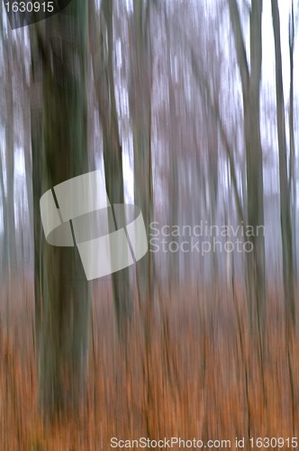 Image of Beech trunks, movement blur