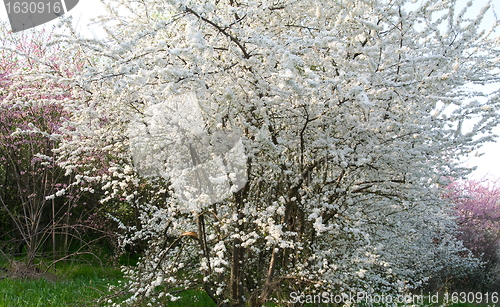 Image of Flowering trees