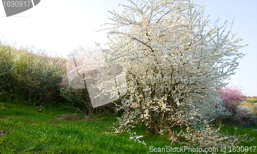 Image of Flowering trees