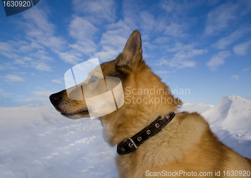 Image of Portrait of a dog collar in profile