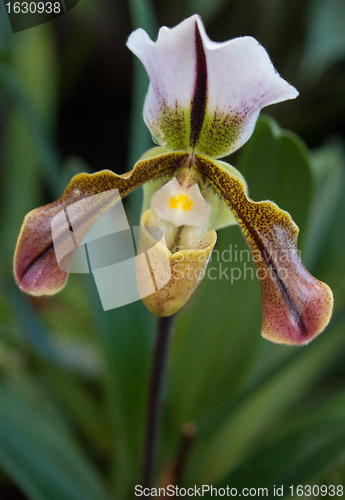 Image of Paphiopedilum