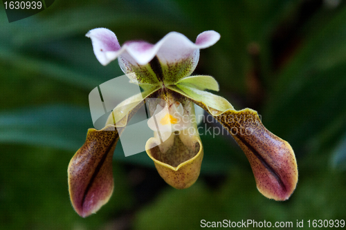 Image of Paphiopedilum