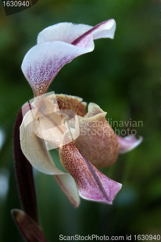 Image of Paphiopedilum