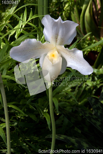 Image of Paphiopedilum