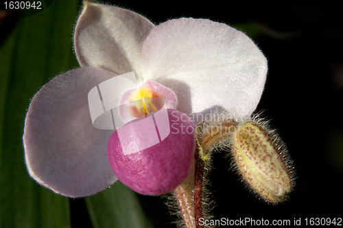 Image of Paphiopedilum