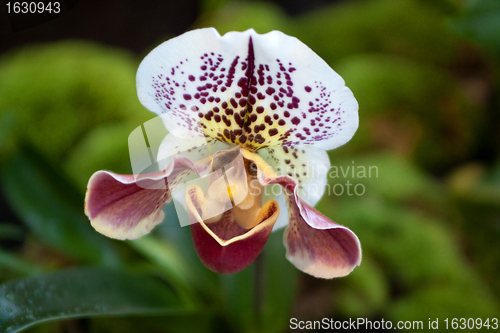 Image of Paphiopedilum