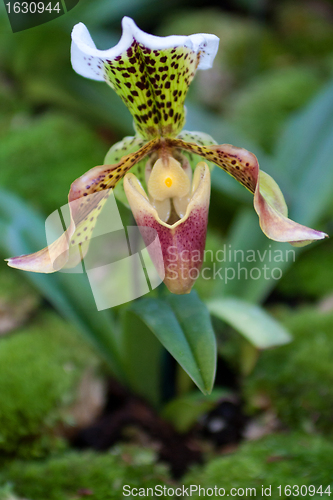 Image of Paphiopedilum