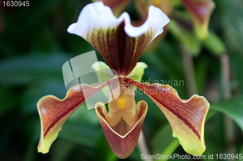 Image of Paphiopedilum