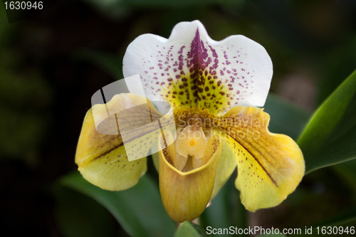 Image of Paphiopedilum