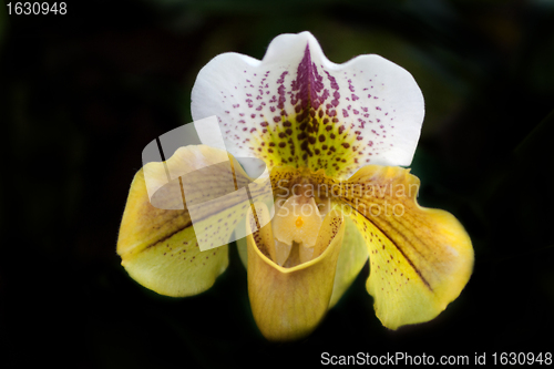 Image of Paphiopedilum