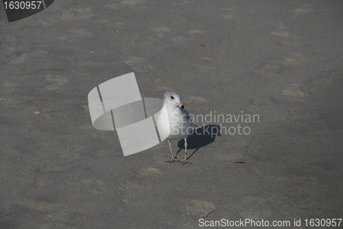 Image of Sea gull