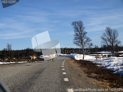 Image of Reindeers crossing the road