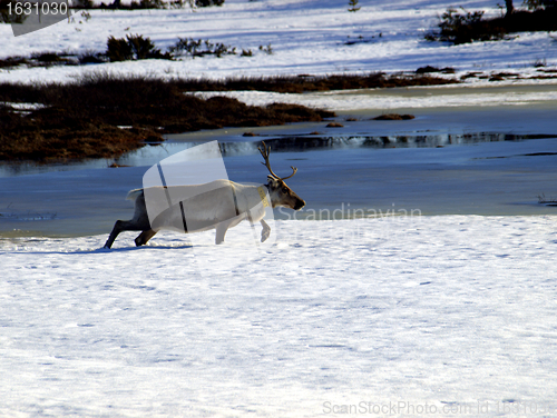 Image of Reindeer in spring landscape