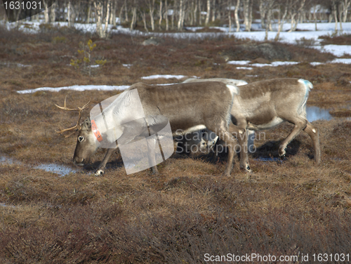 Image of Reindeers pasturing